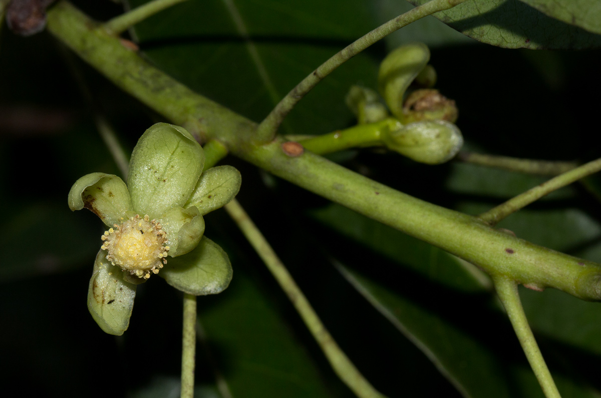 Uapaca nitida var. nitida