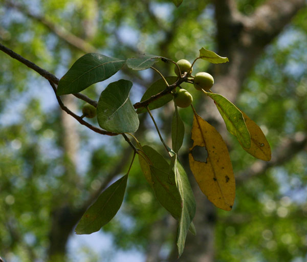 Uapaca nitida var. nitida
