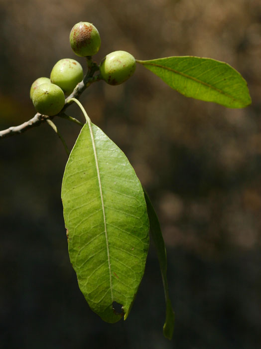Uapaca nitida var. nitida