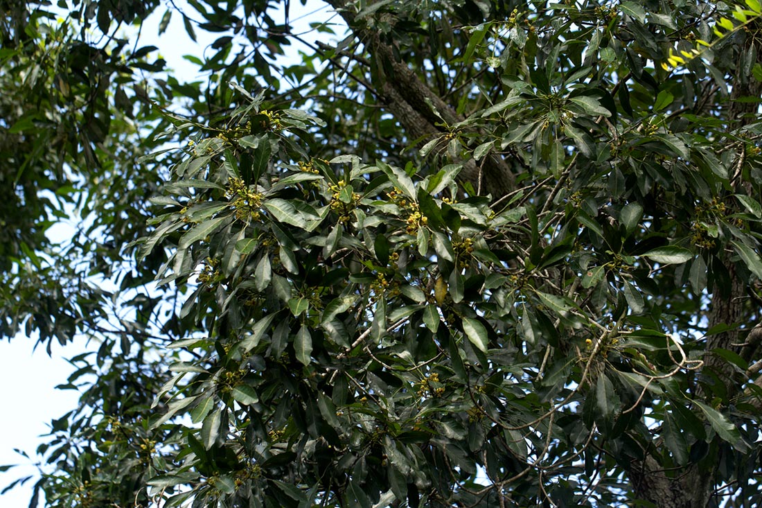 Uapaca nitida var. nitida