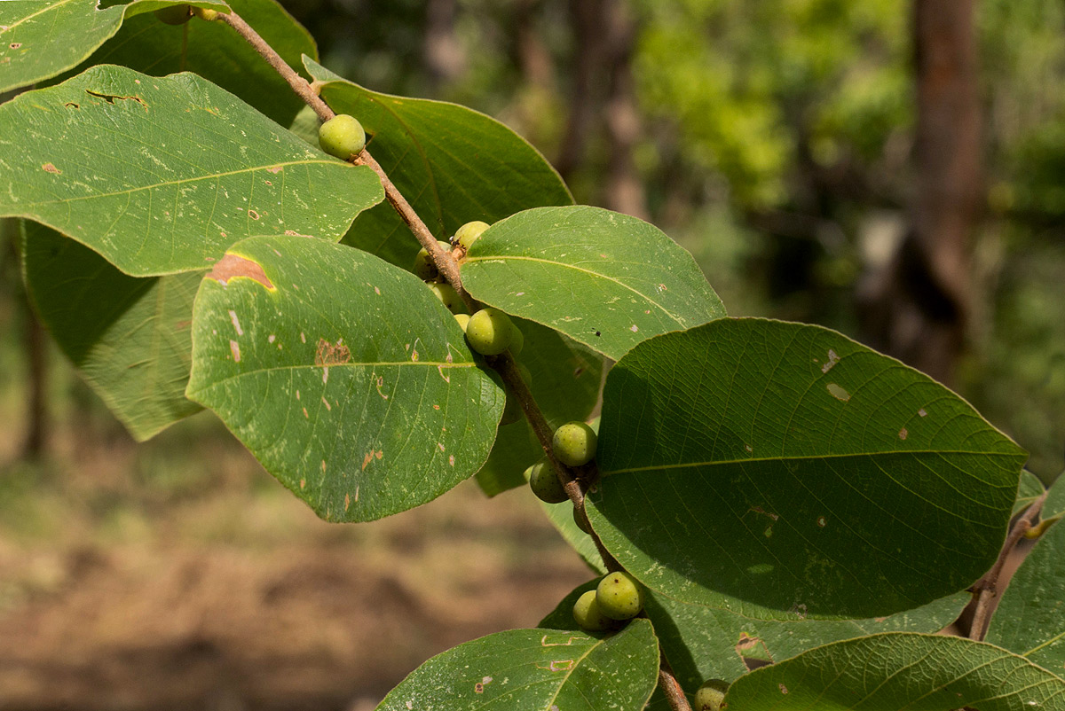 Bridelia mollis Bridelia mollis