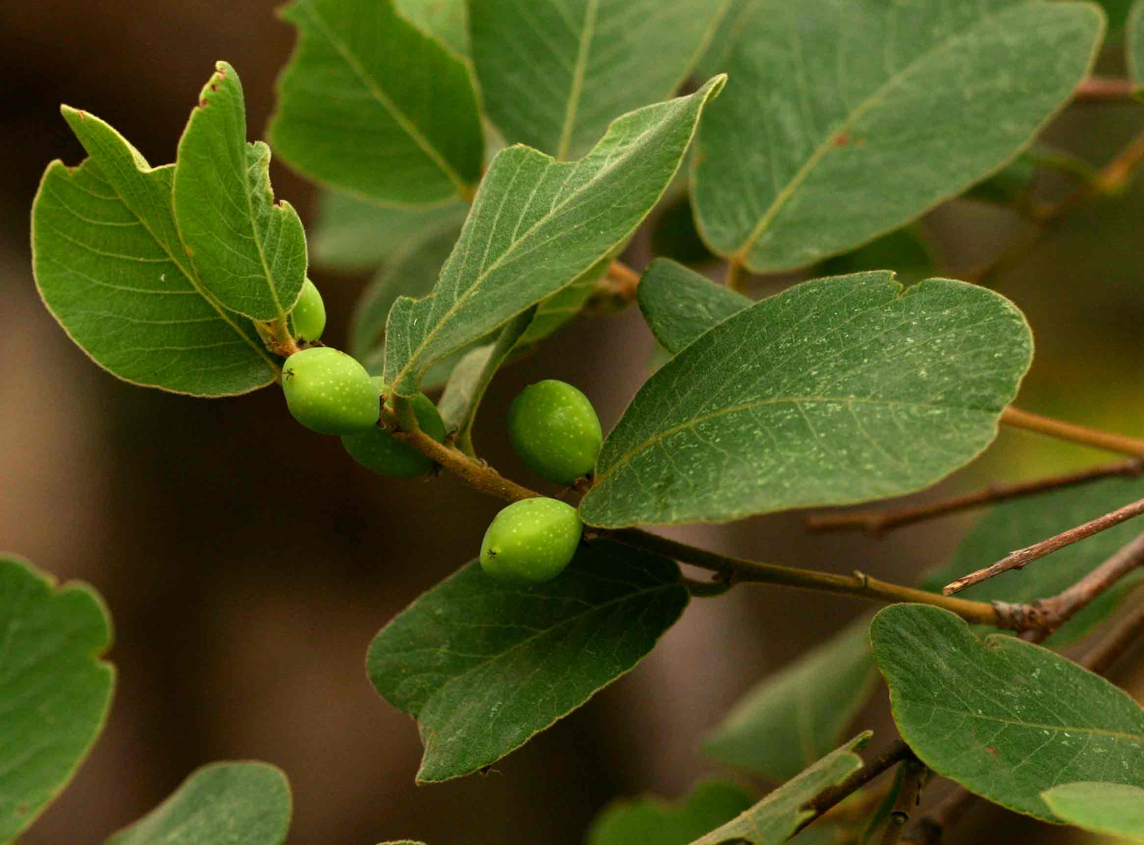 Bridelia mollis Bridelia mollis