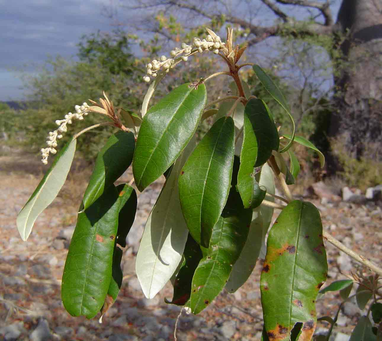 Croton gratissimus var. gratissimus Croton gratissimus var. gratissimus