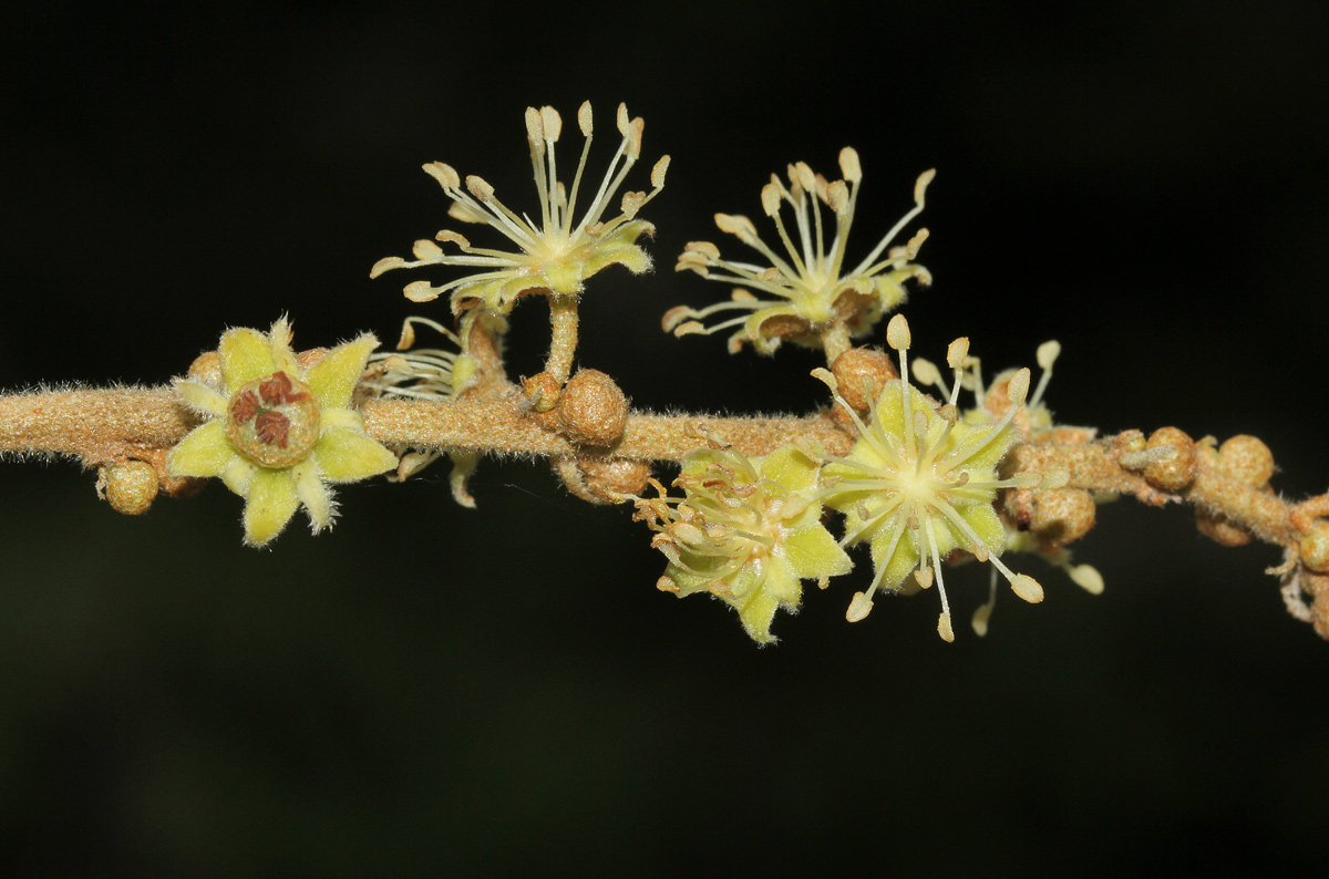 Croton gratissimus var. gratissimus Croton gratissimus var. gratissimus