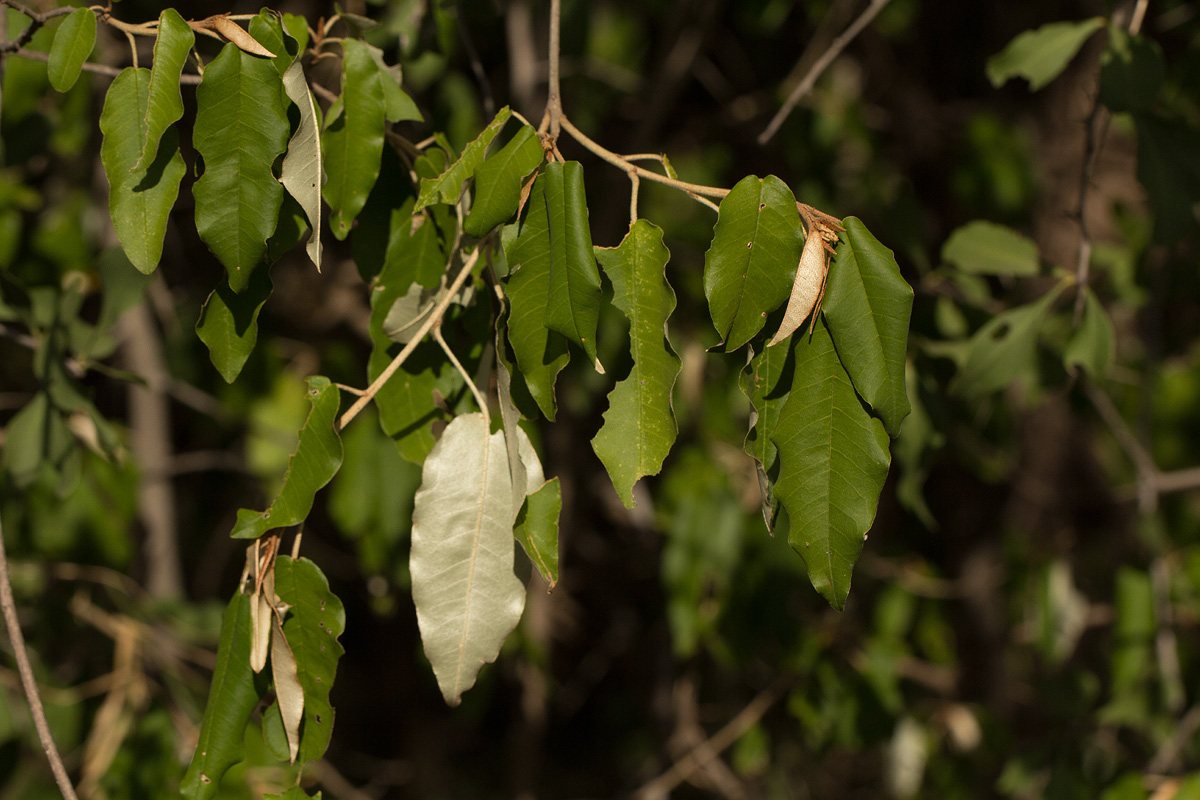 Croton gratissimus var. gratissimus Croton gratissimus var. gratissimus