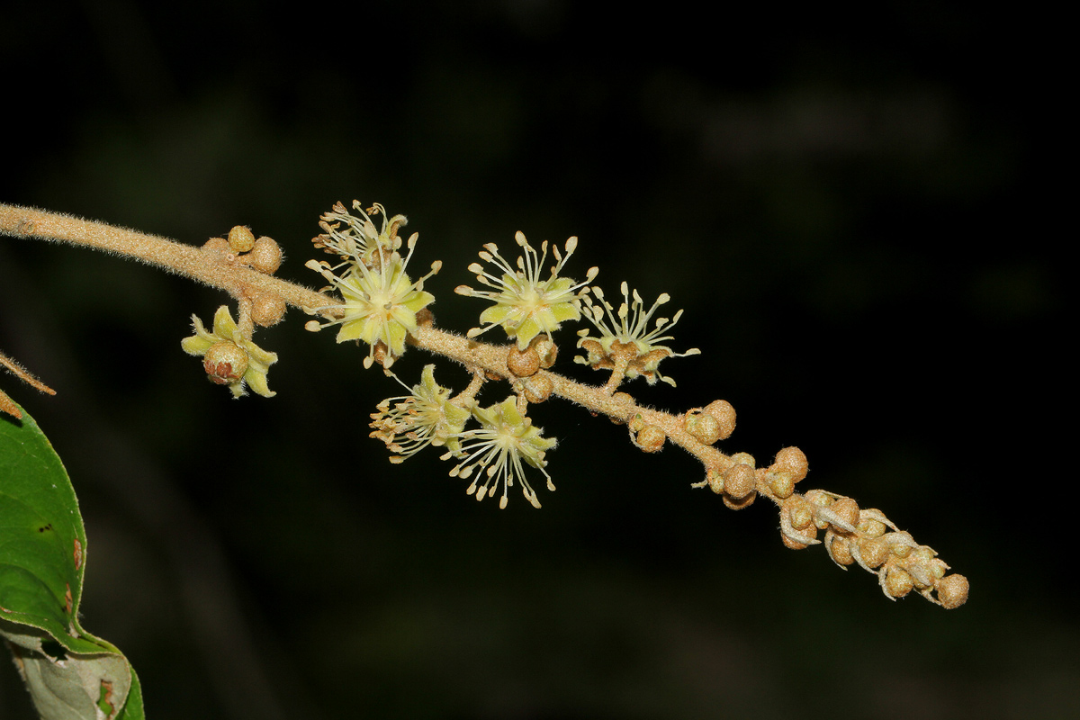 Croton gratissimus var. gratissimus Croton gratissimus var. gratissimus