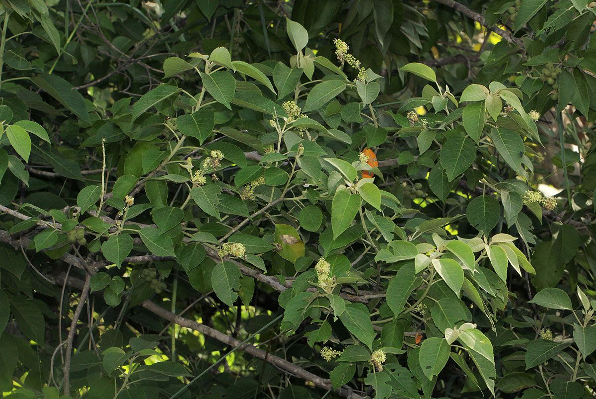 Croton leuconeurus subsp. leuconeurus