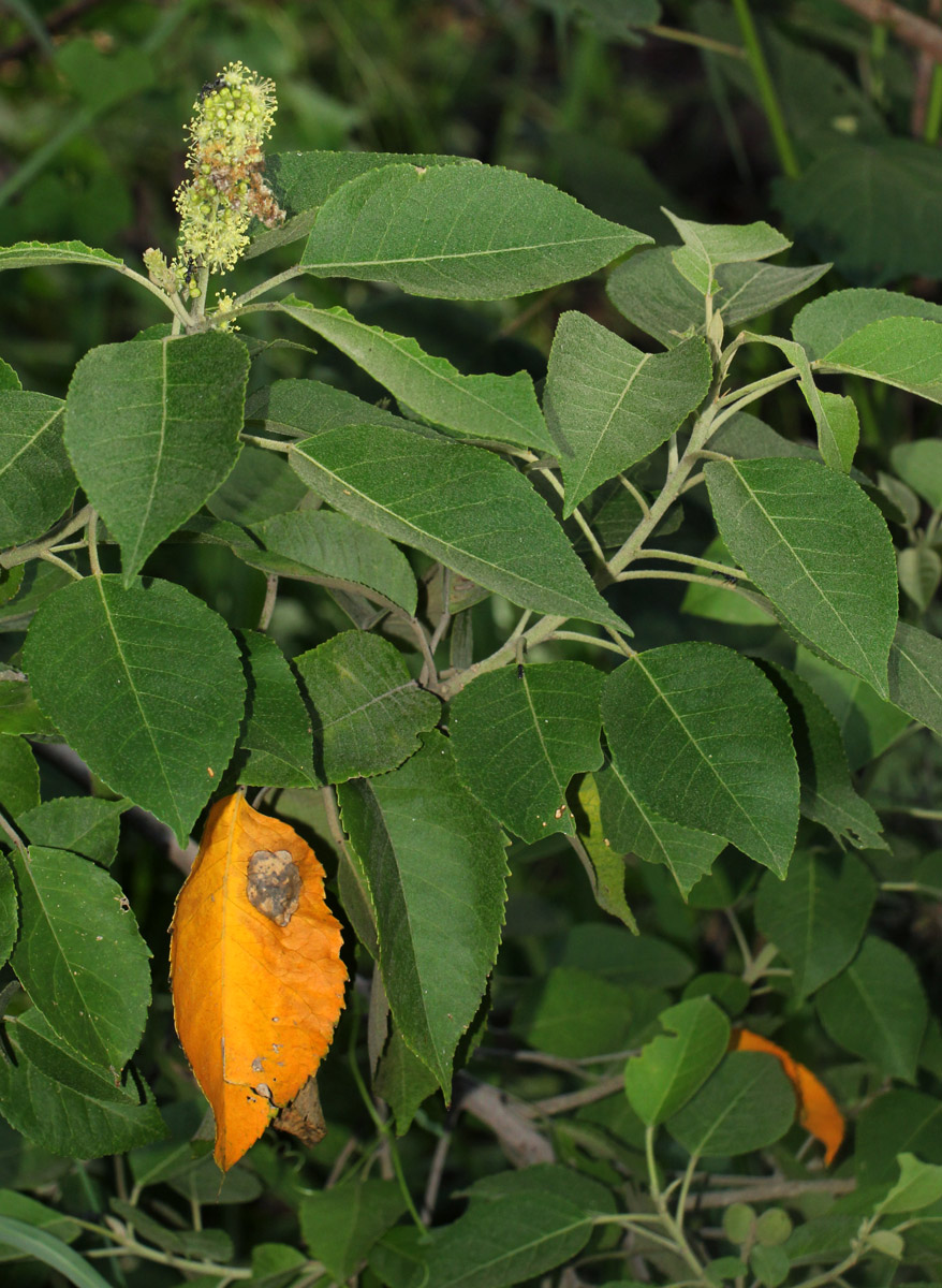 Croton leuconeurus subsp. leuconeurus Croton leuconeurus subsp. leuconeurus