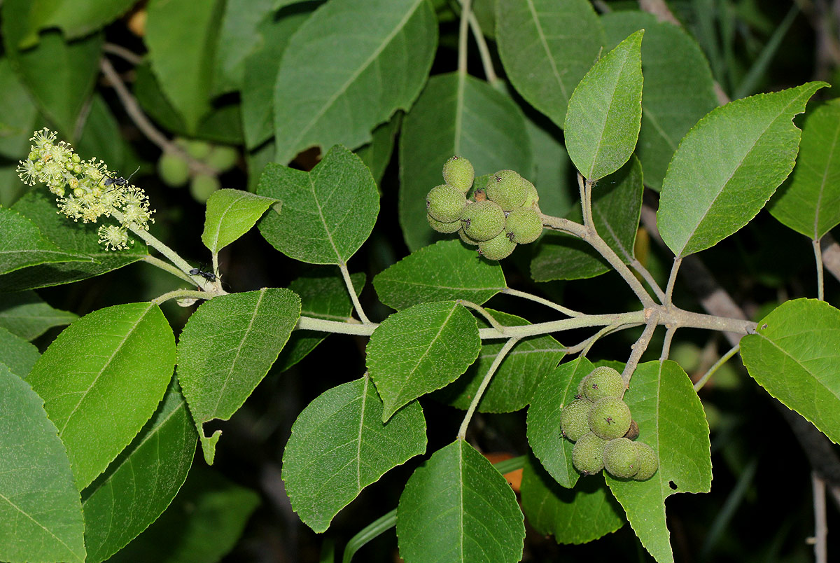 Croton leuconeurus subsp. leuconeurus