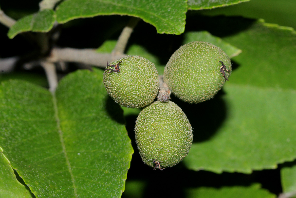 Croton leuconeurus subsp. leuconeurus