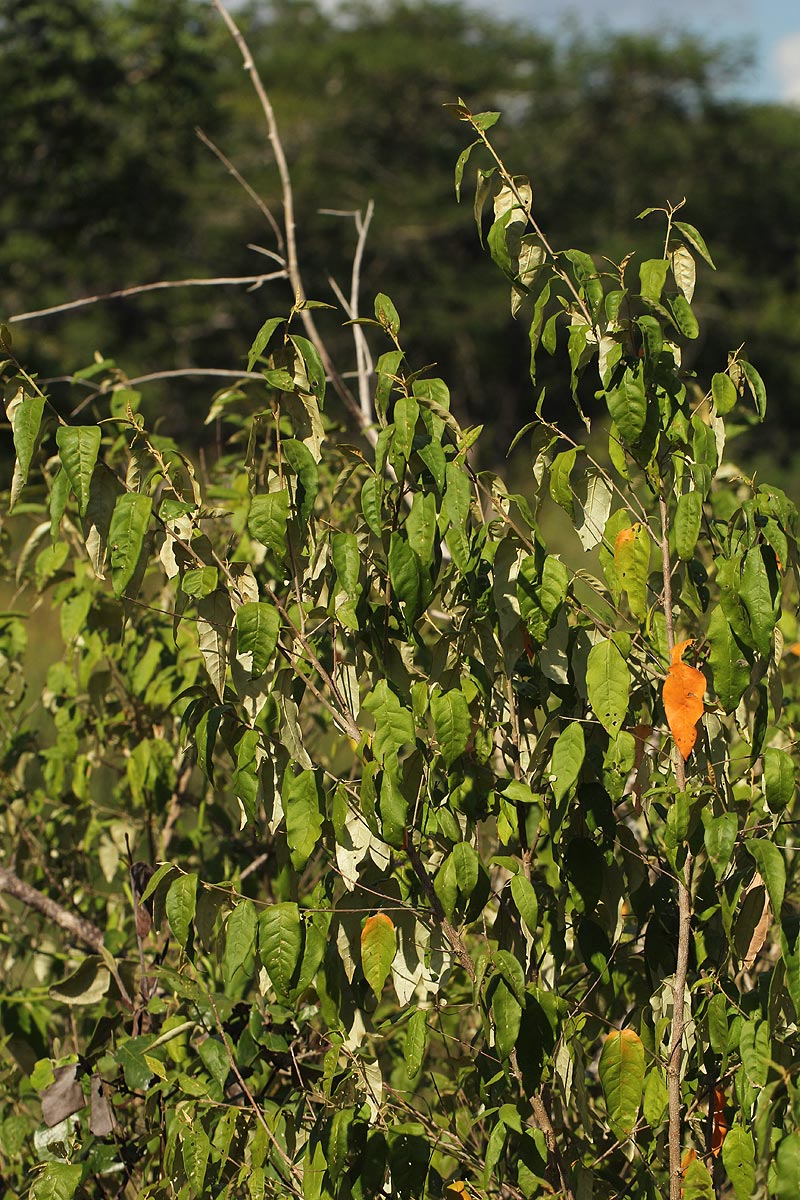 Croton menyharthii Croton menyharthii