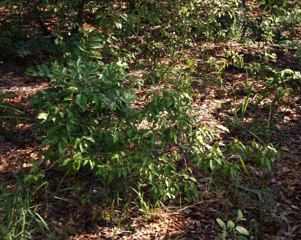 Croton pseudopulchellus