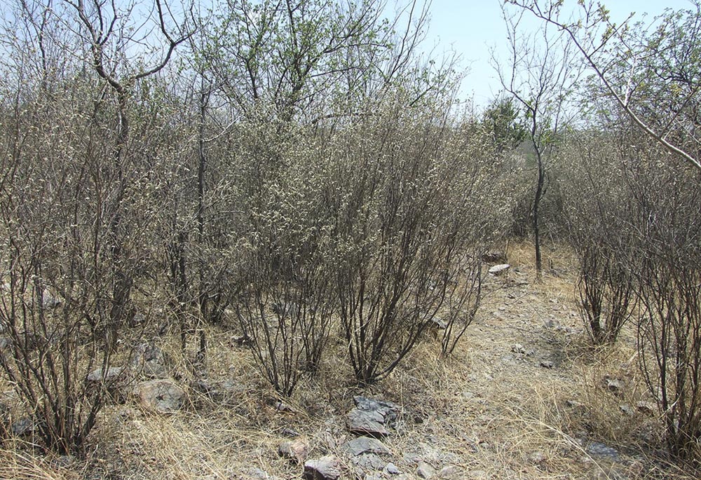 Croton pseudopulchellus Croton pseudopulchellus