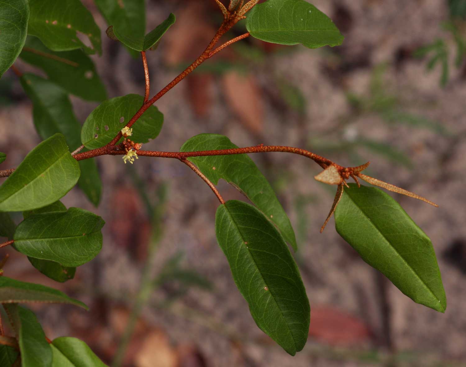 Croton pseudopulchellus
