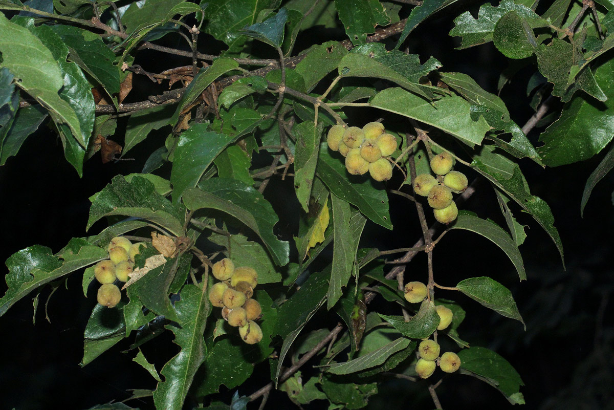 Croton sylvaticus
