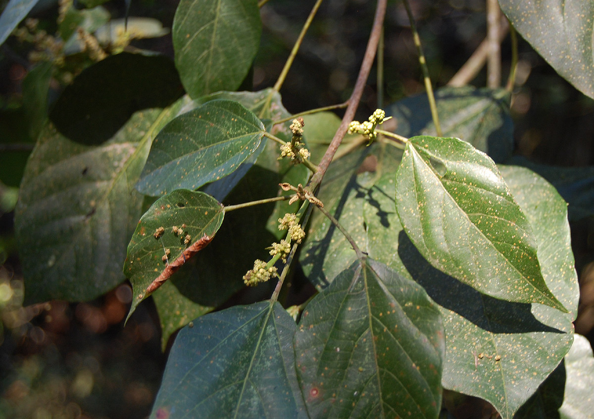 Croton sylvaticus