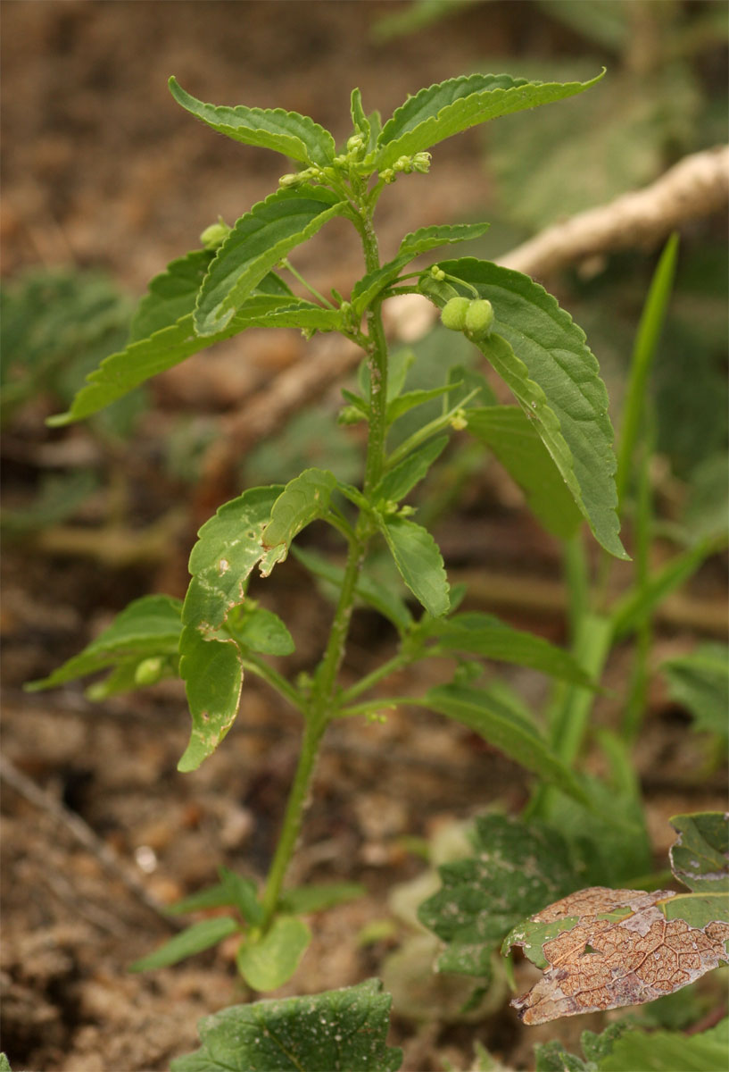 Micrococca mercurialis