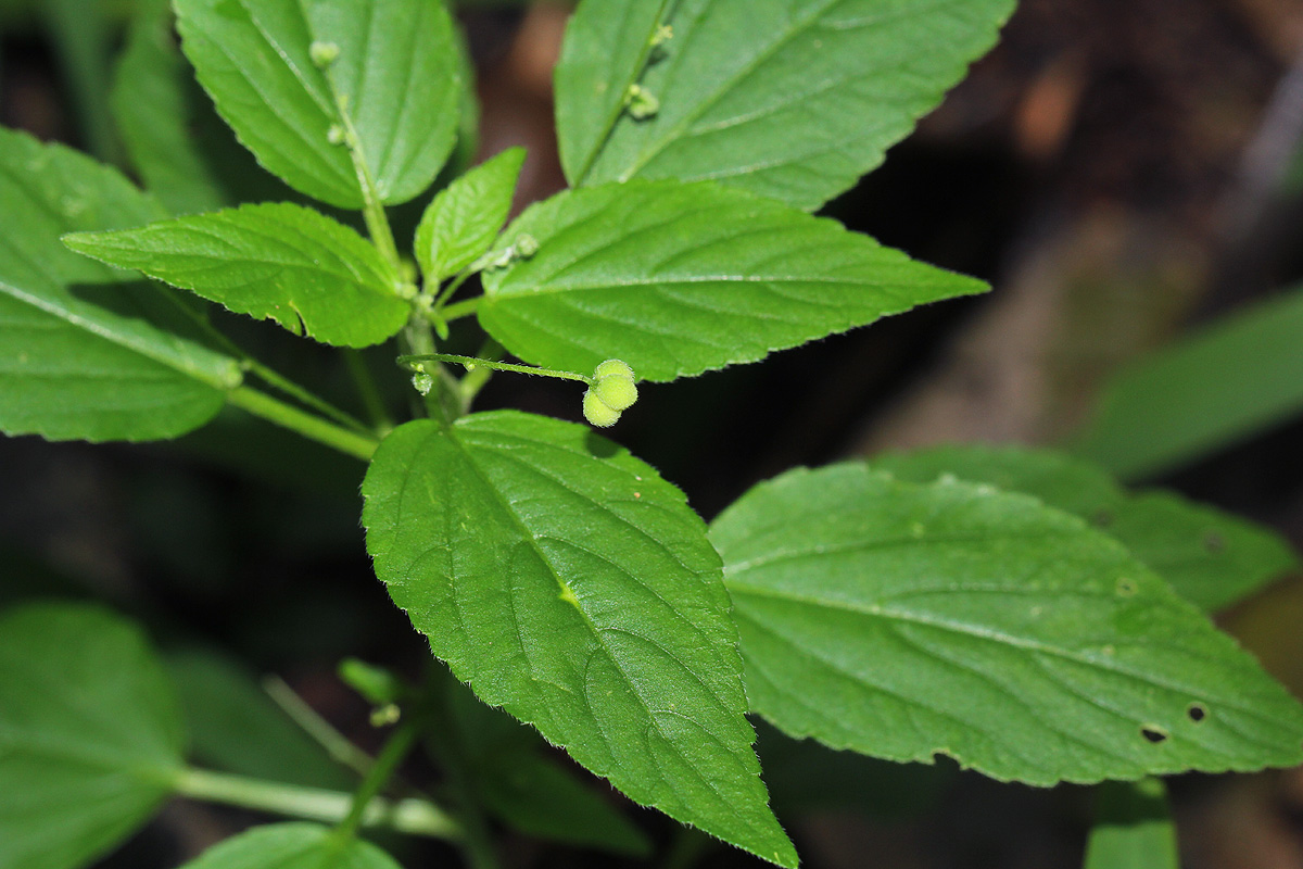 Micrococca mercurialis