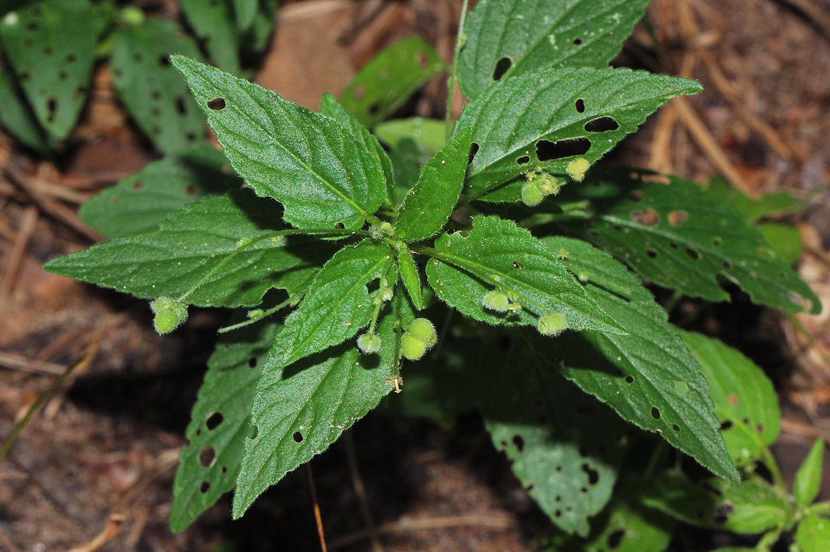 Micrococca mercurialis