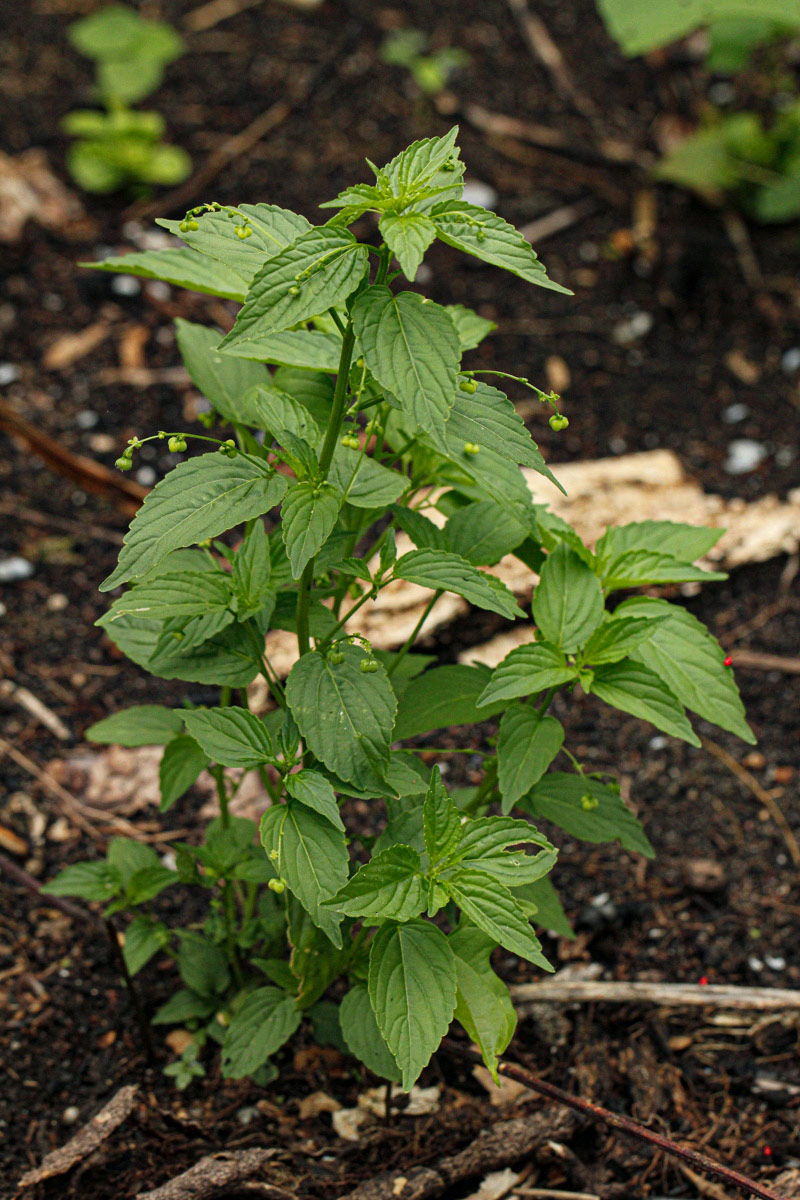 Micrococca mercurialis