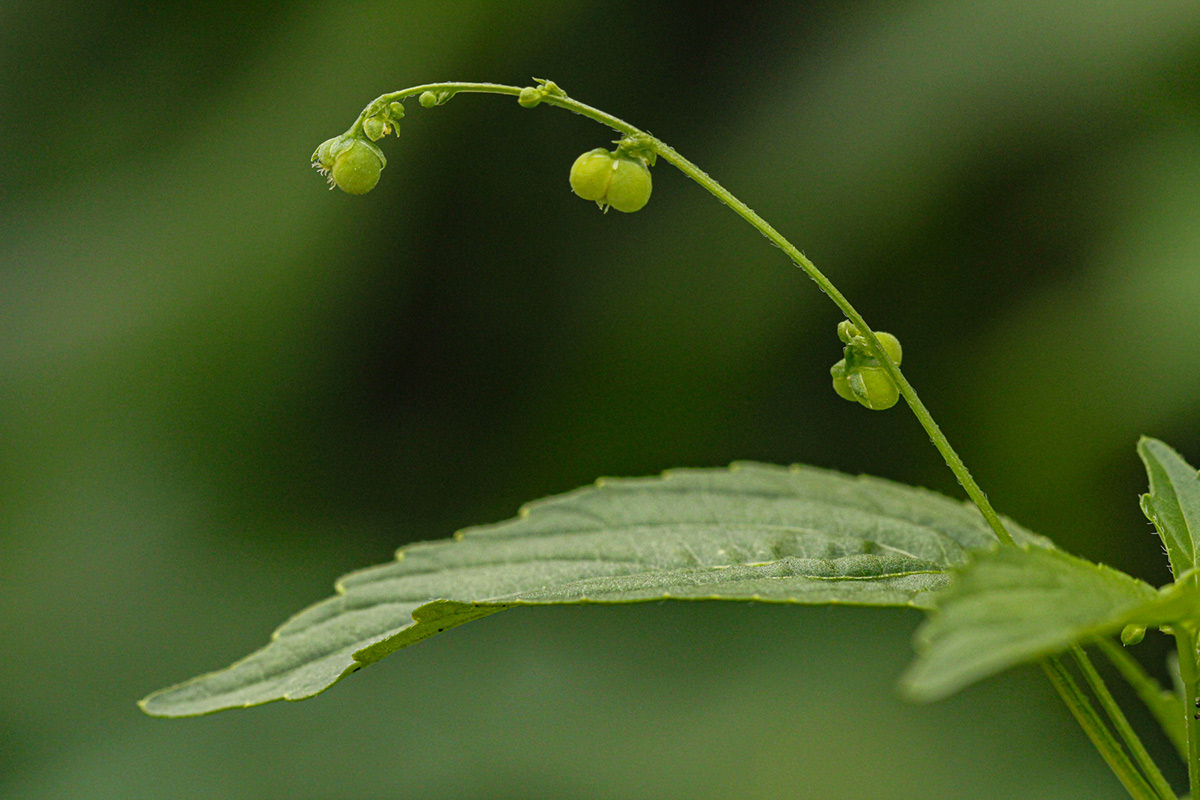 Micrococca mercurialis