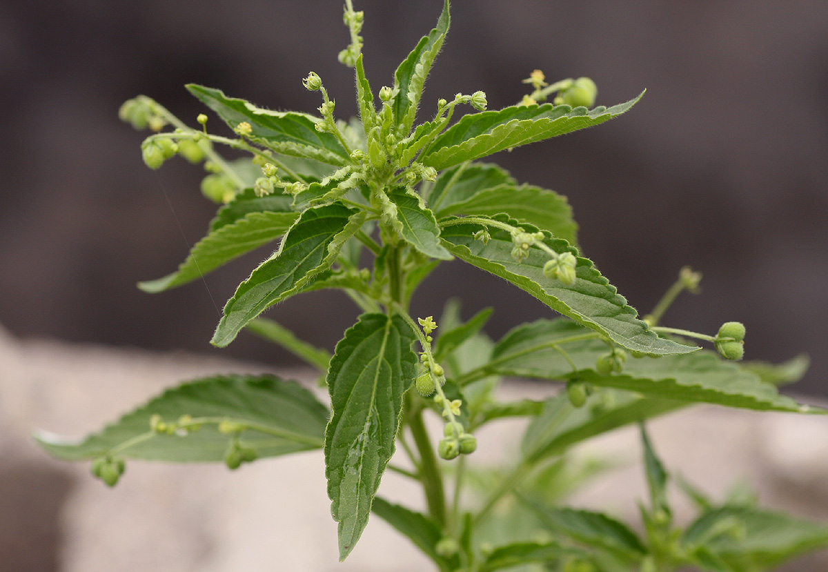 Micrococca mercurialis