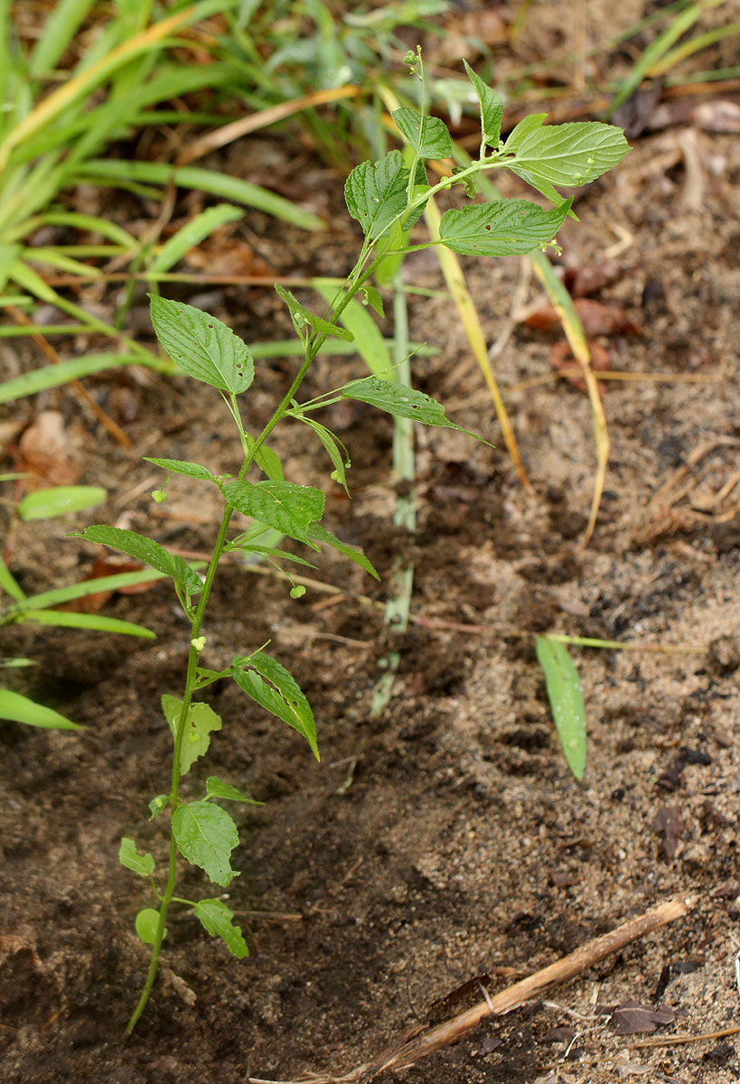 Micrococca mercurialis Micrococca mercurialis