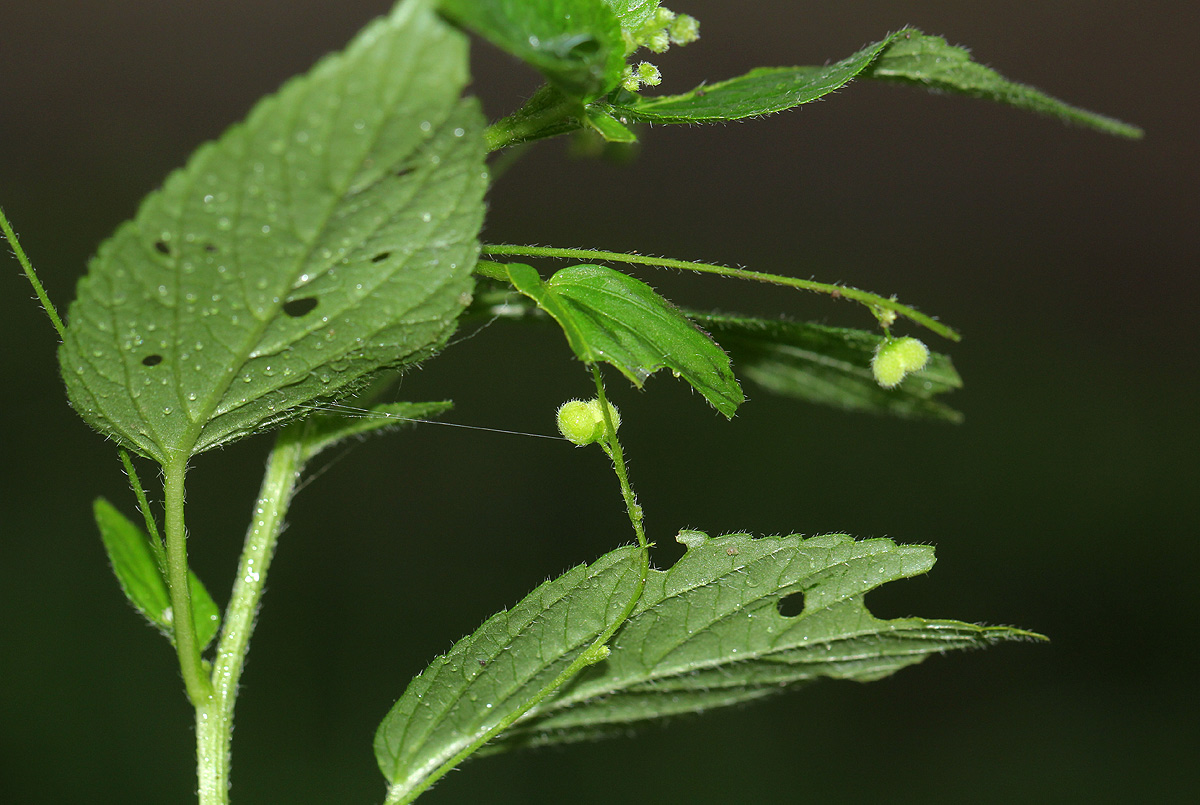 Micrococca mercurialis