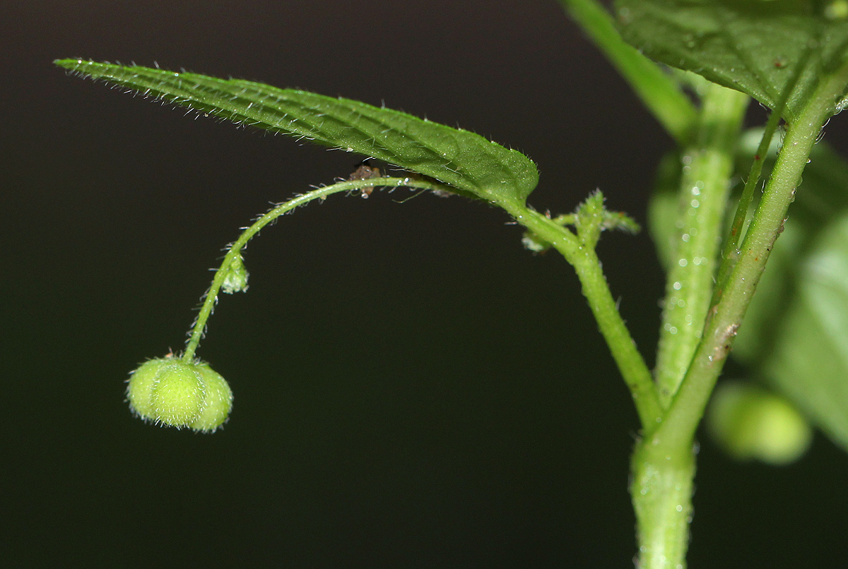 Micrococca mercurialis