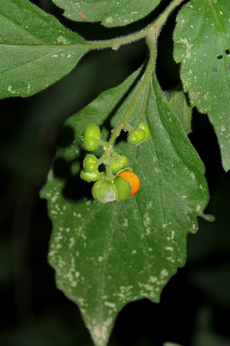 Erythrococca menyharthii