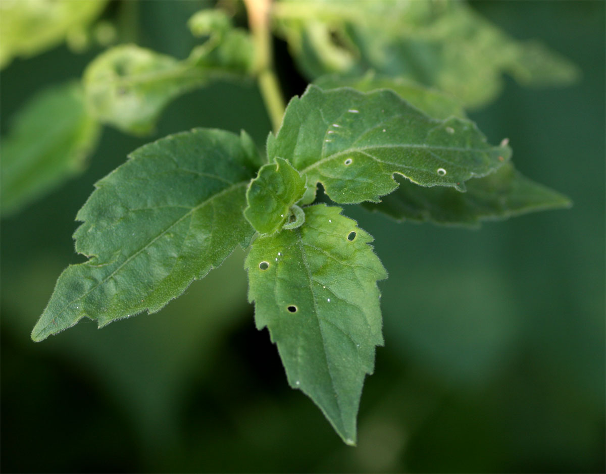 Erythrococca menyharthii