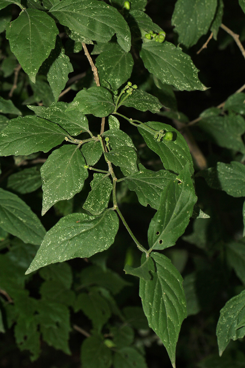 Erythrococca menyharthii