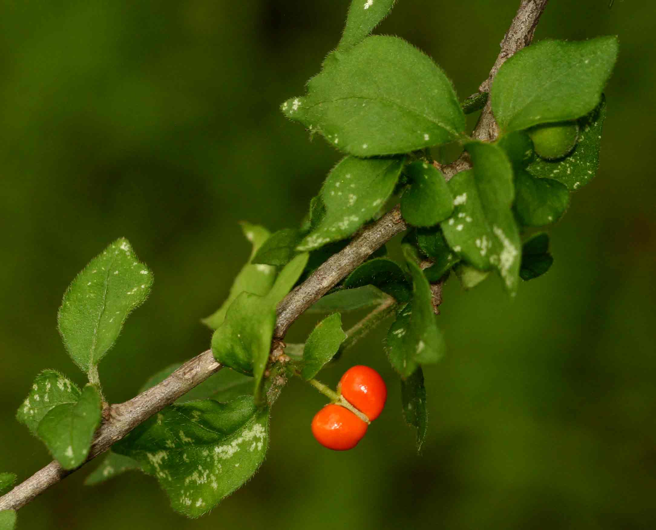 Erythrococca trichogyne var. trichogyne Erythrococca trichogyne var. trichogyne