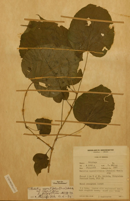 Mallotus oppositifolius var. oppositifolius Mallotus oppositifolius var. oppositifolius