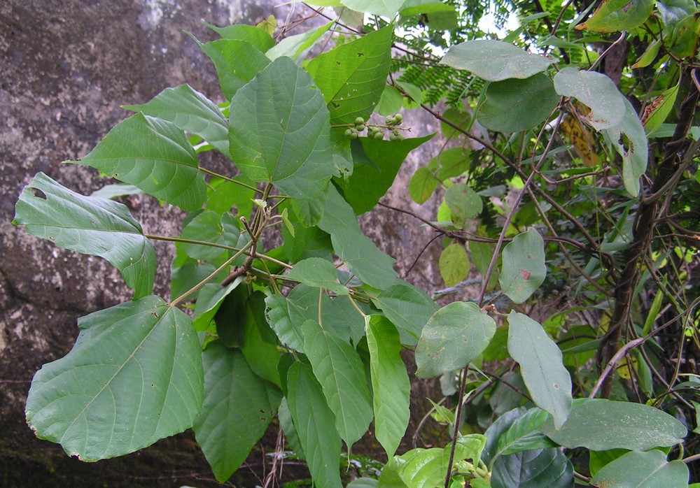Mallotus oppositifolius var. oppositifolius Mallotus oppositifolius var. oppositifolius