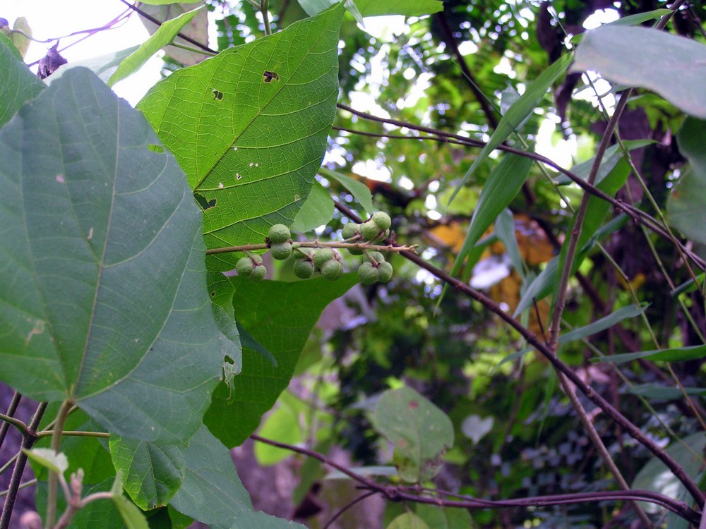 Mallotus oppositifolius var. oppositifolius Mallotus oppositifolius var. oppositifolius
