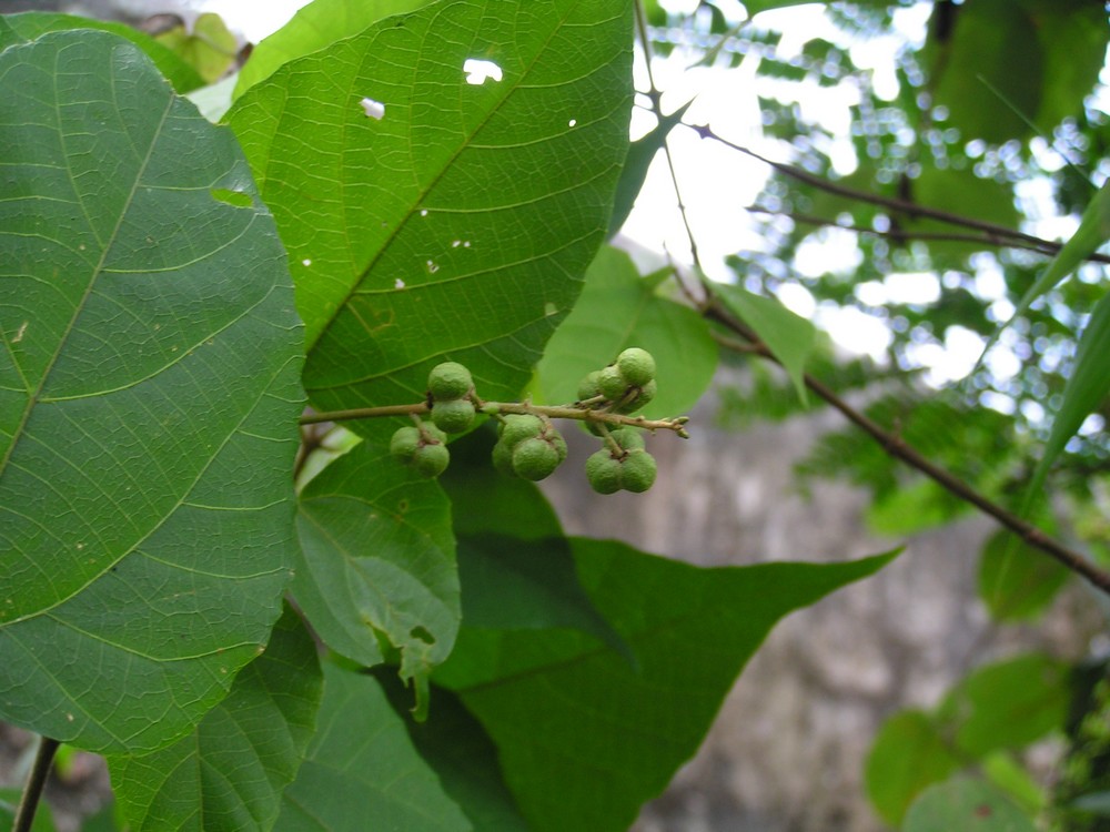 Mallotus oppositifolius var. oppositifolius