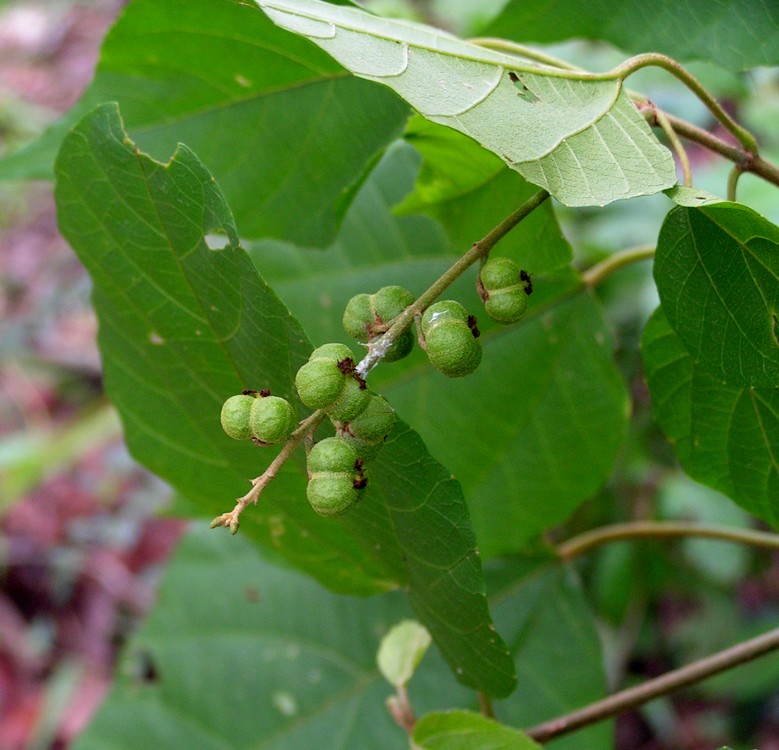 Mallotus oppositifolius var. oppositifolius