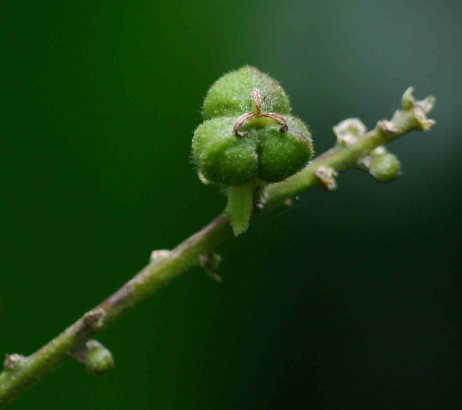 Argomuellera macrophylla Argomuellera macrophylla
