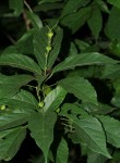 Alchornea laxiflora