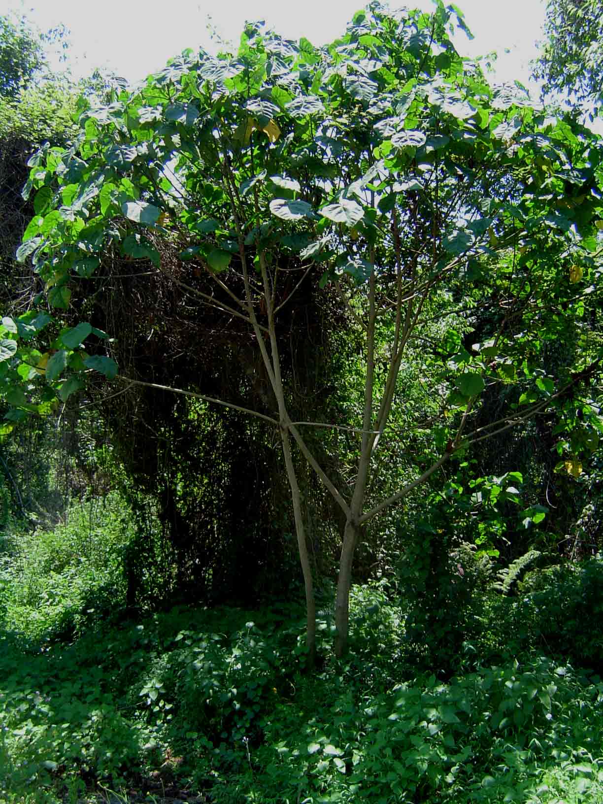 Neoboutonia macrocalyx Neoboutonia macrocalyx