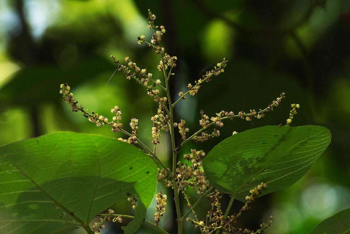 Neoboutonia macrocalyx