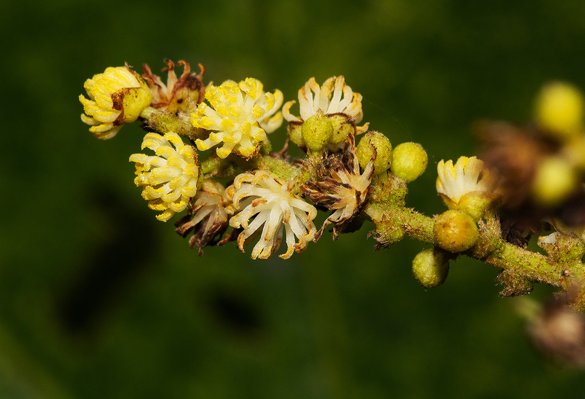 Neoboutonia macrocalyx