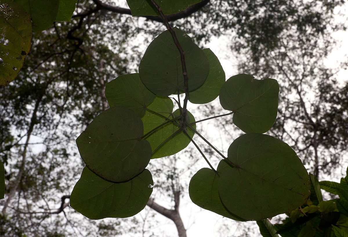 Neoboutonia macrocalyx Neoboutonia macrocalyx