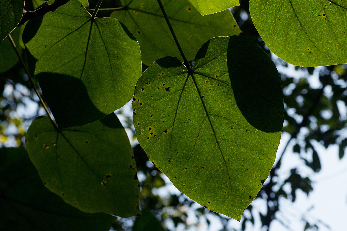 Neoboutonia macrocalyx Neoboutonia macrocalyx