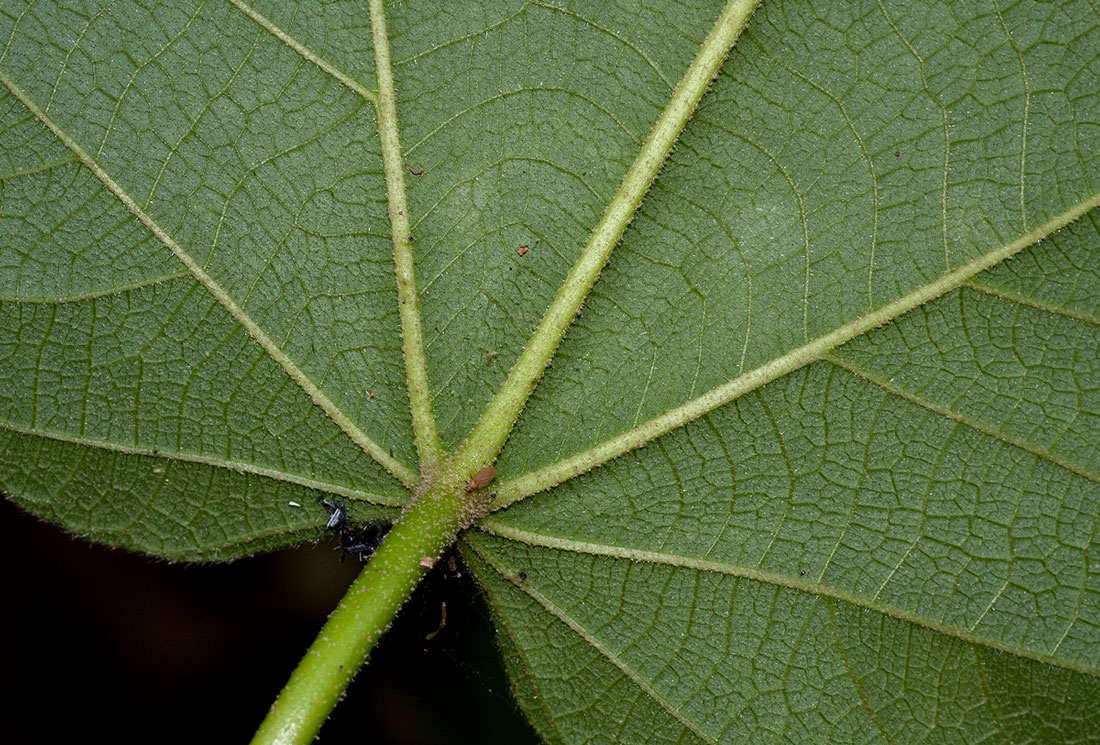 Neoboutonia macrocalyx