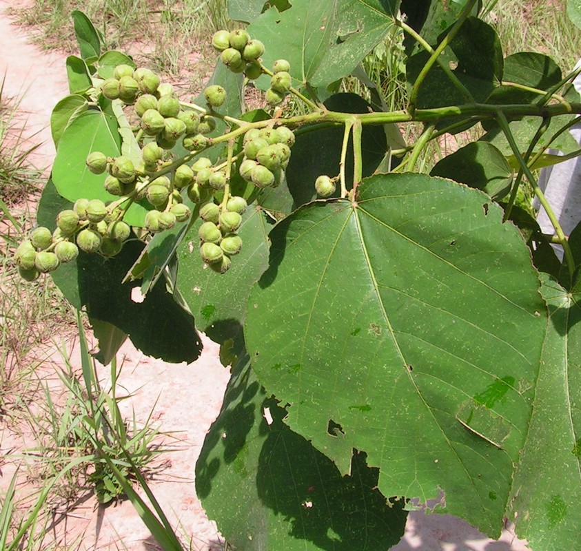 Neoboutonia macrocalyx