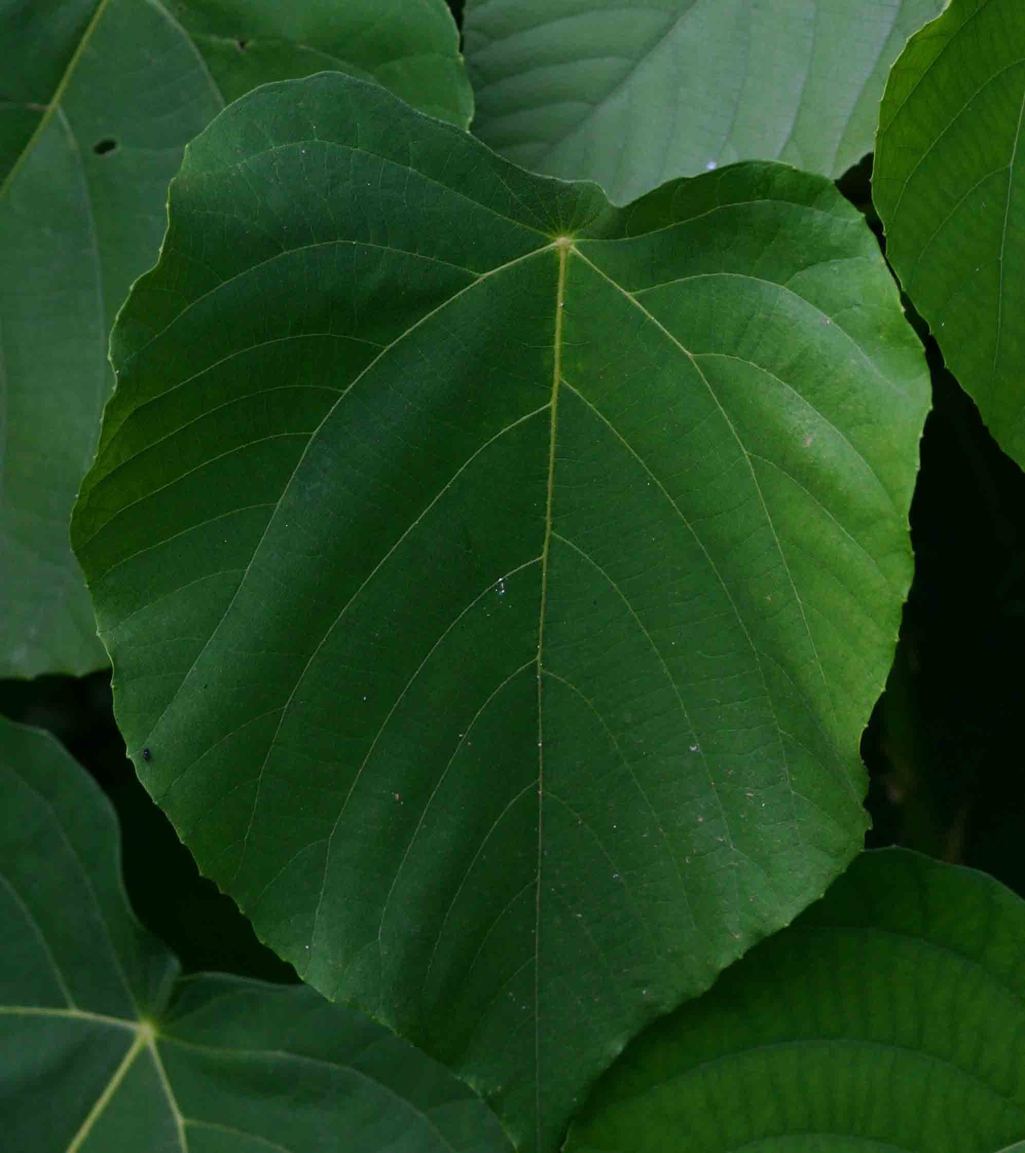 Macaranga capensis Macaranga capensis