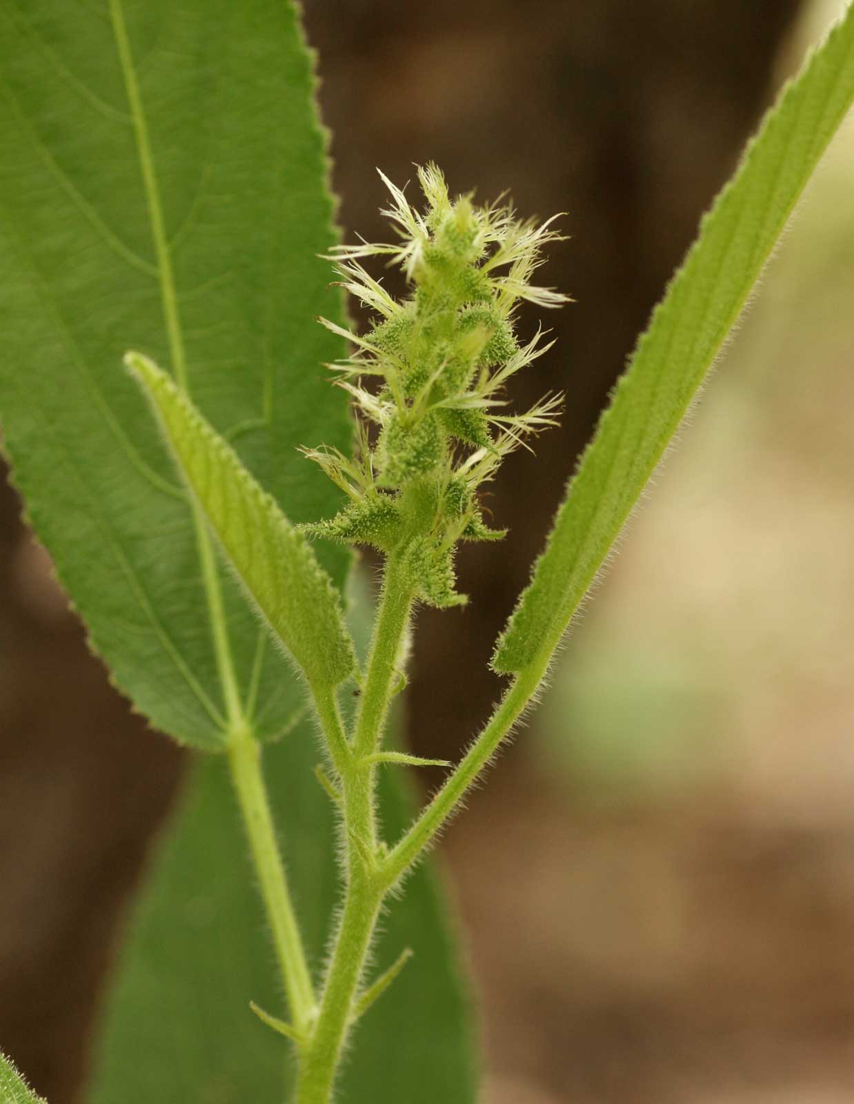 Acalypha allenii