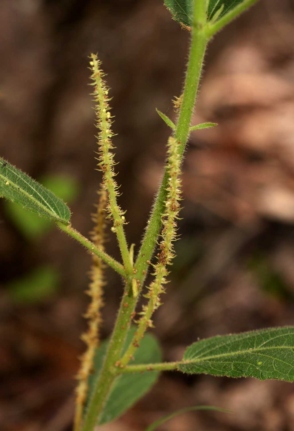 Acalypha allenii